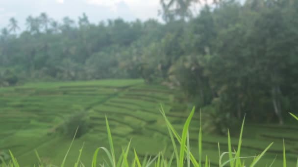 Campo de arroz en la selva — Vídeo de stock