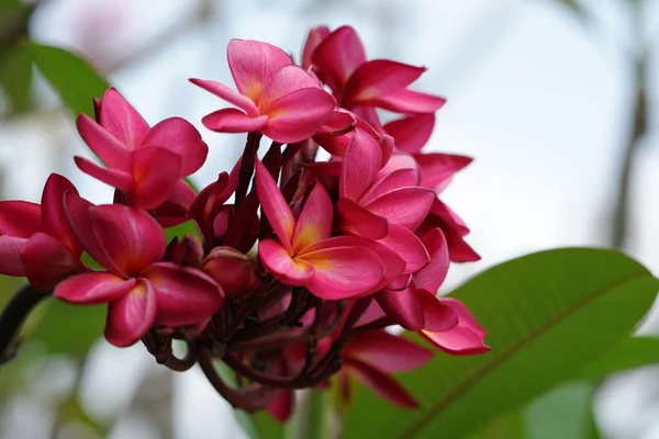 Frangipani Lub Plumeria Tropikalny Kwiat Przyrodzie — Zdjęcie stockowe