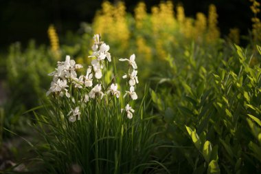 Çiçeklerin arka planında çiçek açan beyaz bir çiçek. Doğa.