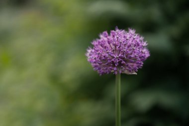 Mordovnik, Echinops (Latince: Echinops), Asteraceae familyasından bir bitki türü. Küresel çiçek. mor çiçekli kafa. Ayrı bir çiçek. bahar çiçeği.