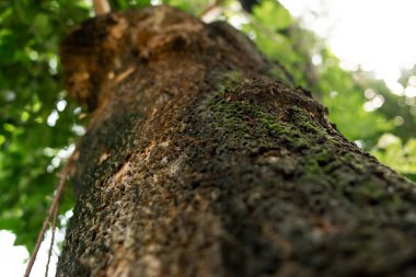 Büyük bir ağaç gövdesinin dokusunun altından görünüm
