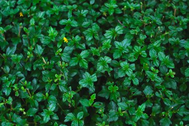 Bahçedeki güzel yeşil bitki