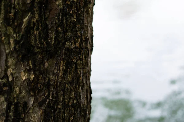 Arkaplanda yosun olan ağaç dalı