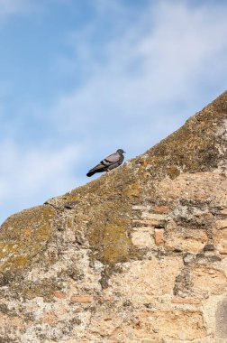 Pigeon perched on an old stone wall under a clear blue sky