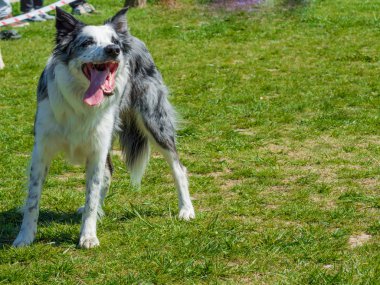 Şirin kenar kömür ocağı