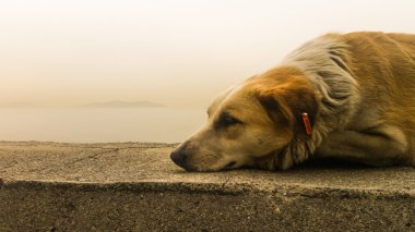 Sokak köpeği kaldırımda dinlenme