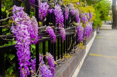 Wisteria Sokak Manzaralı metal bahçe çit üzerinde
