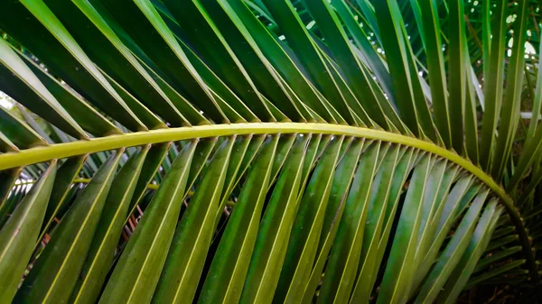 Листья пальмы в перспективе — стоковое фото