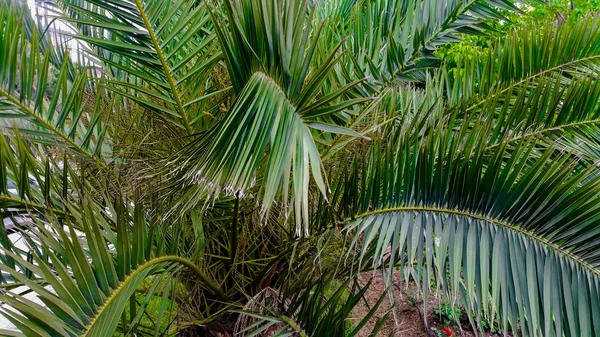 Folhas de palmeira em perspectiva — Fotografia de Stock