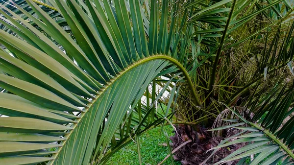 Листья пальмы в перспективе — стоковое фото