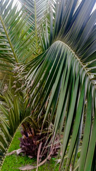 Palm tree leaves in perspective — Stock Photo, Image