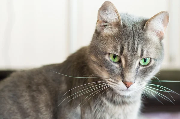 Portrait d'un chat domestique aux yeux verts — Photo