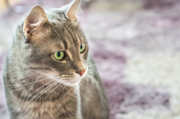 Portrait d'un chat domestique aux yeux verts — Photo