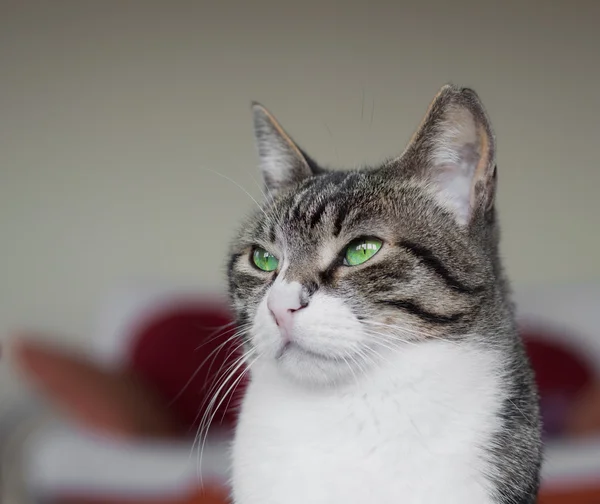 Portrait d'un chat domestique aux yeux verts — Photo