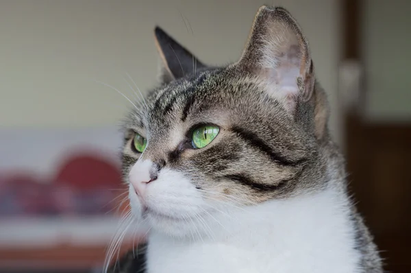 Portrait d'un chat domestique aux yeux verts — Photo