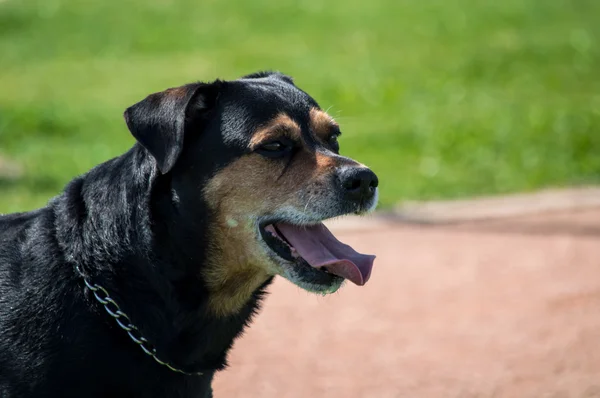 公園でかわいいロットワイラー犬の肖像画 — ストック写真