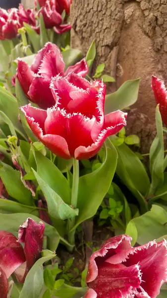 Rote Tulpen blühen — Stockfoto