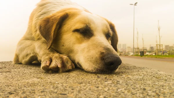 Stray dog resting on the pavement — Stock Photo, Image