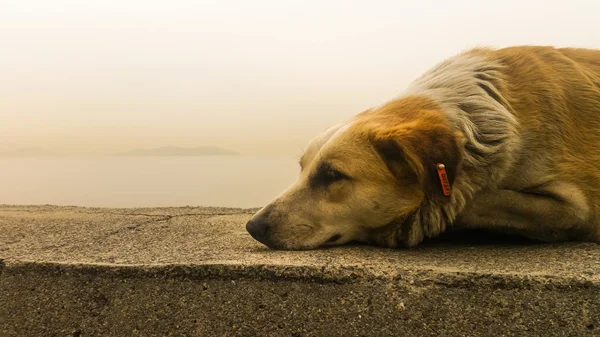 Sokak köpeği kaldırımda dinlenme — Stok fotoğraf