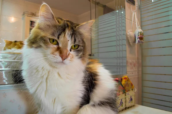 Chat mignon assoiffé attendant sur le lavabo — Photo