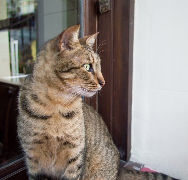 Bir kedinin portresi 