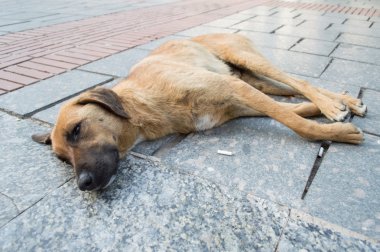 sokak köpeği dinlenme