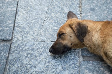 sokak köpeği dinlenme