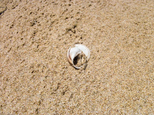 Concha marina en la playa — Foto de Stock