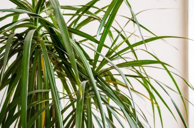 Dracaena yaprakları beyaz arka plan ile