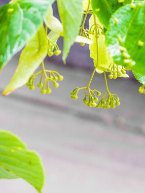 çiçek açan ıhlamur ağacı