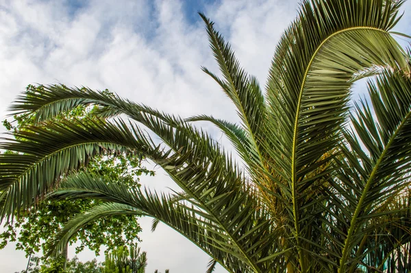 Palm tree lämnar i perspektiv — Stockfoto