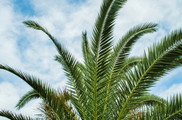 Folhas de palmeira em perspectiva — Fotografia de Stock