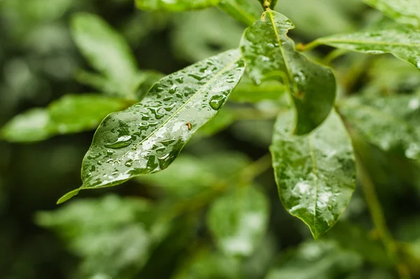 葉に水滴 — ストック写真