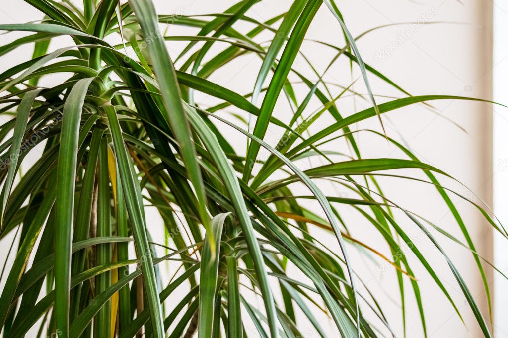 Miscanthus sinensis cabaret. фикус панданус. растение с длинными узкими. хлорофитум пальма. хлорофитум хохлатый.