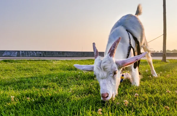 Grazing Goat cerca del parque —  Fotos de Stock