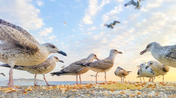 Mouettes affamées se battant pour la nourriture — Photo