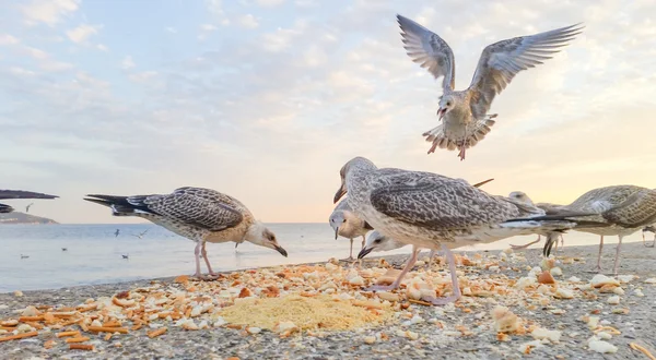 Gaivotas famintas lutando por comida — Fotografia de Stock