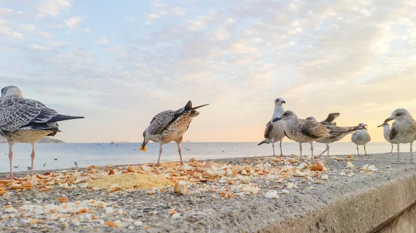 Голодні чайки борються за їжу — стокове фото