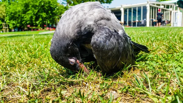 Crow młody odpoczynek na glebie — Zdjęcie stockowe