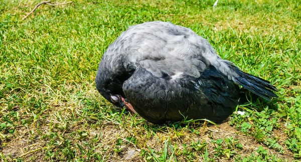 Cuervo joven descansando en el suelo — Foto de Stock