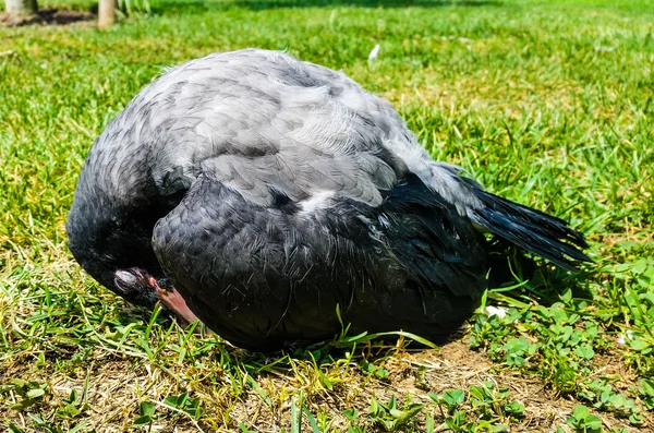 Junge Krähe ruht auf dem Boden — Stockfoto