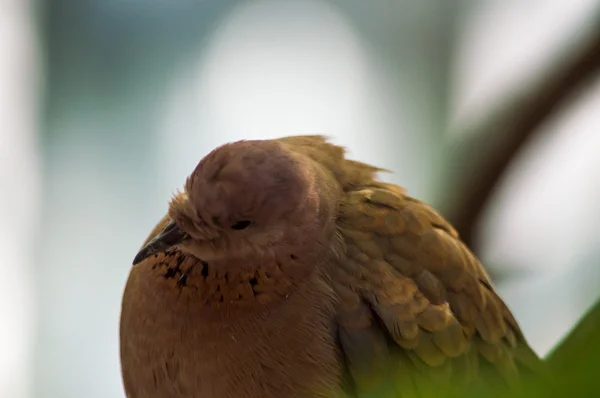 비둘기의 초상화 — 스톡 사진