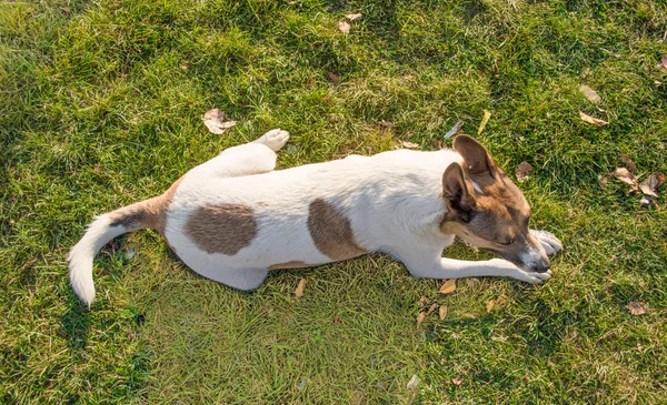 Stray Dog Sitting on the Grass — Stock Photo, Image