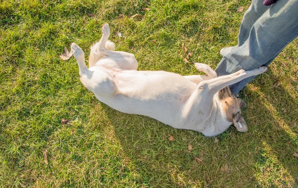 Perro callejero jugando con un hombre — Foto de Stock