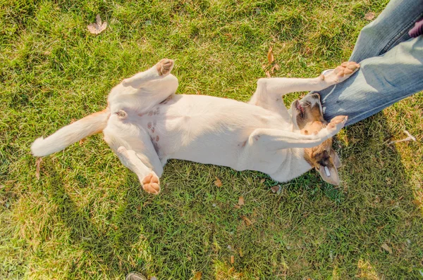 Stray Dog Playing With a Man — Stock Photo, Image