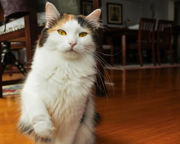 Aufmerksame junge Katze pfottet zu Hause — Stockfoto