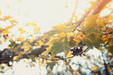 Yeşil renkli ağaç yaprakları ve güneşli arka planda meyveler. Platanus orientalis, Old World Sycamore, Oriental Plane. Sonbahar konsepti.