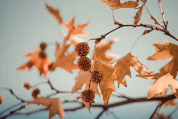 Folhas Árvores Planas Cor Marrom Frutas Fundo Céu Platanus Orientalis — Fotografia de Stock