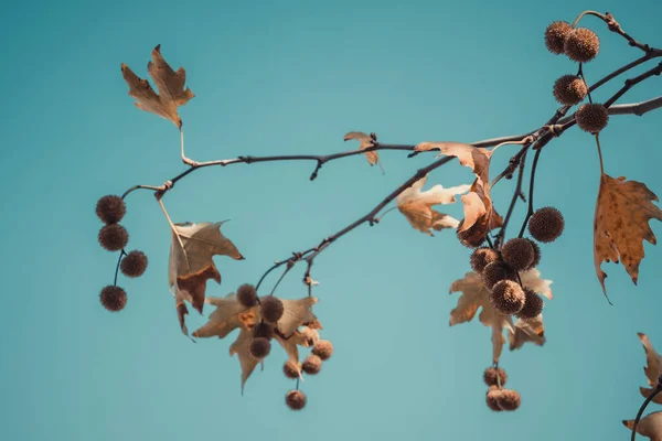 Folhas Árvores Planas Cor Marrom Frutas Fundo Céu Azul Platanus — Fotografia de Stock