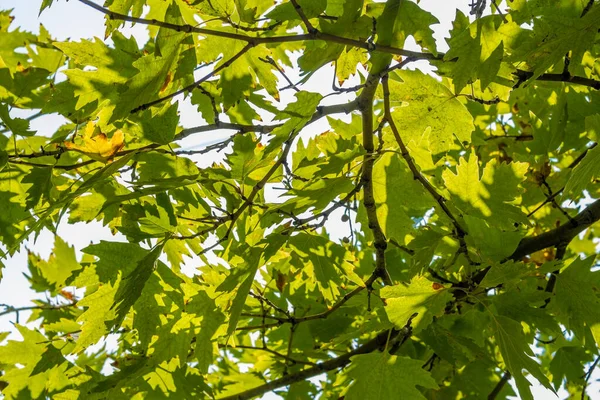 Zielone Liście Płaskie Gałęziach Drzew Światłem Słonecznym Platanus Orientalis Sycamore — Zdjęcie stockowe